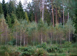 Obraz premium A young birch forest in autumn - Young Birch Forest in Front of a Mature Pine Forest - Beautiful and Peaceful Northern European Forest Landscape