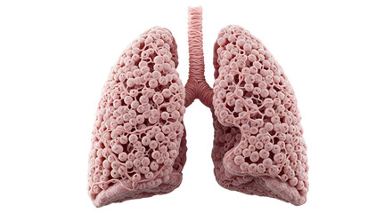 Woman holding heart model, isolated on white