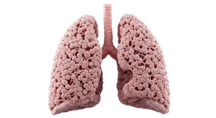 Woman holding heart model, isolated on white