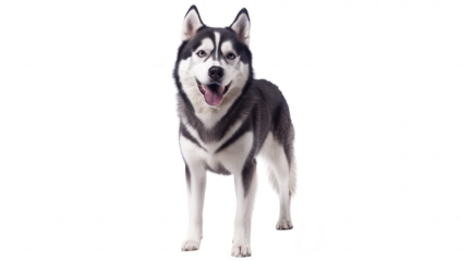 A playful Siberian Husky standing confidently against a white backdrop. its striking black and white fur. with a bright expression. suitable for pet-related content
