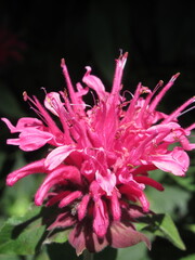 Zbliżenie na kwiat rośliny z gatunku Monarda