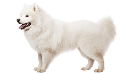 A fluffy white Samoyed dog stands proudly in profile. its thick fur and friendly expression against a clean white background. ideal for pet-related content and advertisements