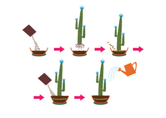 Simple flat design vector about cactus growth process illustration.