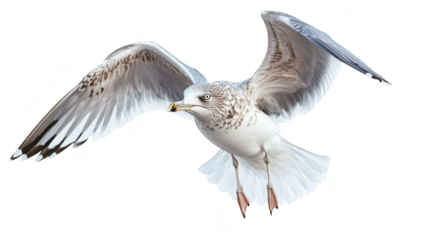 A seagull soaring gracefully through the air. wings fully extended. its plumage against a white background. symbolizing freedom and natures beauty