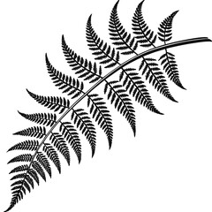 Naklejka premium fern leaf isolated on white