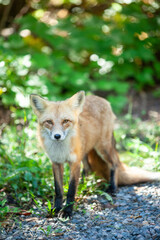 Red fox (Vulpes vulpes), Sleeping Giant Provincial Park, Ontario, Canada