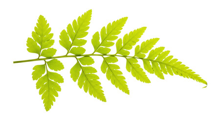 Fresh green fern frond isolated PNG, vibrant foliage with intricate leaf structure for botanical design and natural elements
