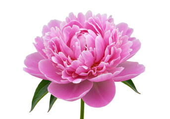 Beautiful pink peony flower isolated on transparent background, elegant floral blossom for wedding invitations and spring designs PNG © Laura