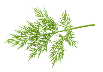 Fresh green dill sprig isolated, aromatic herb for cooking and garnishing on transparent background PNG