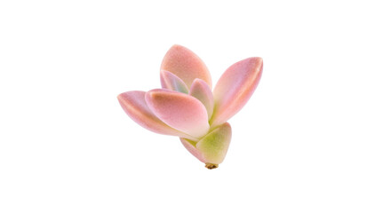Fototapeta premium Pastel pink succulent isolated on transparent PNG, beautiful echeveria plant for botanical design and decoration