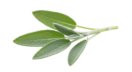 Fresh sage leaves isolated on transparent background, aromatic herb for cooking and seasoning, culinary ingredient