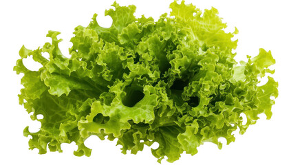 Obraz premium Fresh. green lettuce with frilled edges. isolated on a white background. perfect for culinary use in salads or garnishes. its crisp texture and natural color