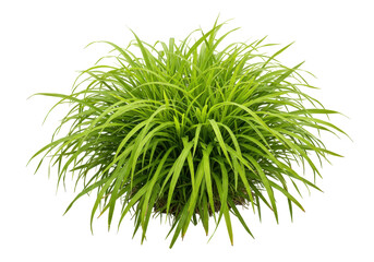 Lush green mondo grass isolated PNG, ornamental plant for landscaping and garden design on transparent background