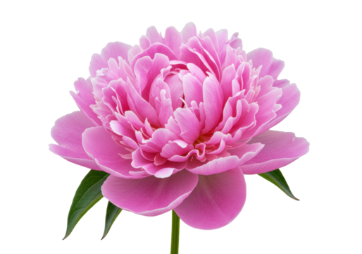 Beautiful pink peony flower isolated on transparent background, elegant floral blossom for wedding invitations and spring designs PNG