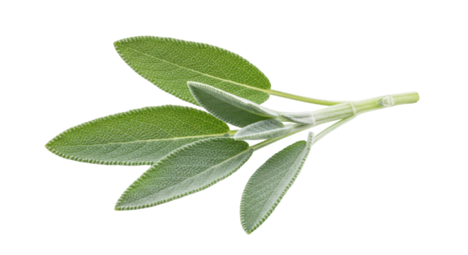 Fresh sage leaves isolated on transparent background, aromatic herb for cooking and seasoning, culinary ingredient