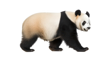 Obraz premium A majestic panda walking gracefully against a plain white background. its distinctive black and white fur. symbolizing wildlife conservation efforts and natural beauty