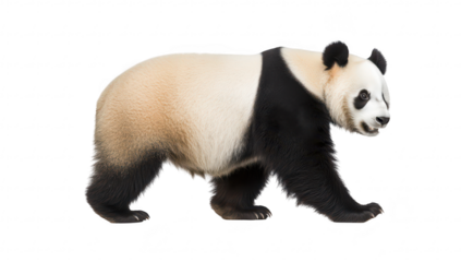 A majestic panda walking gracefully against a plain white background. its distinctive black and white fur. symbolizing wildlife conservation efforts and natural beauty