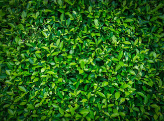 Natural green leaves of Banyan Tree on fence wall in natural garden for background, texture leaves of tree is background. Fresh green leaves leafy bushes, environmentally friendly.Close-up.