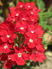 Zbliżenie na kwiaty werbeny © Kumulugma