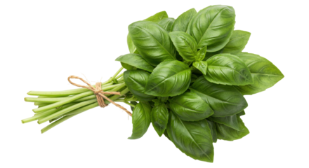 Fresh basil bunch isolated on transparent background, aromatic herb for Italian cuisine and culinary use