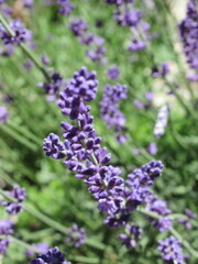 Zbliżenie na kwiaty niebieskiej lawendy © Kumulugma