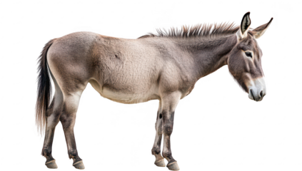 A standing donkey with a neutral expression. its natural features. set against a plain white background. ideal for educational and illustrative purposes
