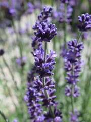 Zbliżenie na kwiaty niebieskiej lawendy © Kumulugma