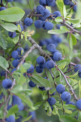 Blue sloe berries (Prunus spinosa).
