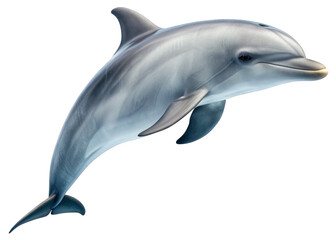 Obraz premium Dolphin isolated on a transparent background.