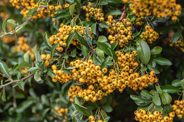 Red firethorn cultivar with orange-yellow berries (Pyracantha coccinea).