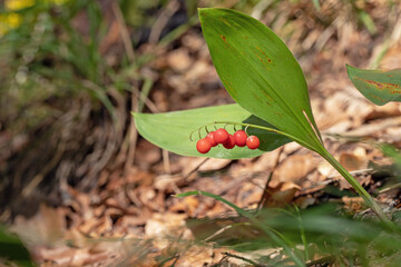 Toxic red berries of the lily of the valley (Convallaria majalis).