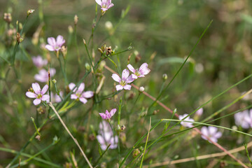 Tiny blossom of the Tunic saxifrage (Petrorhagia saxifraga). Space for your text.