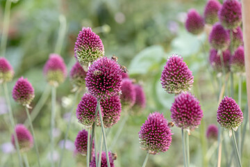 Blooming ball-head onion (Allium sphaerocephalon).
