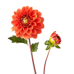 A orange dahlia flower and a budding bloom displayed against a clean white background. the beauty of nature. perfect for floral-themed designs and botanical illustrations