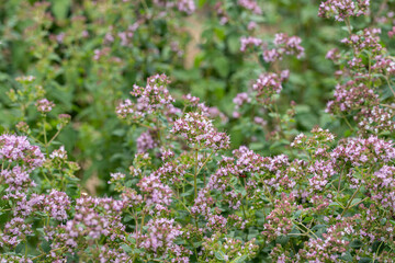 Oregano plants in bloom (Origanum vulgare).