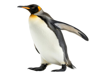 emperor penguin isolated on a transparent background.