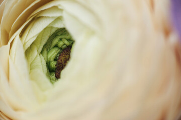Extreme close-up of pale yellow ranunculus flower with visible green center and soft layered petals
