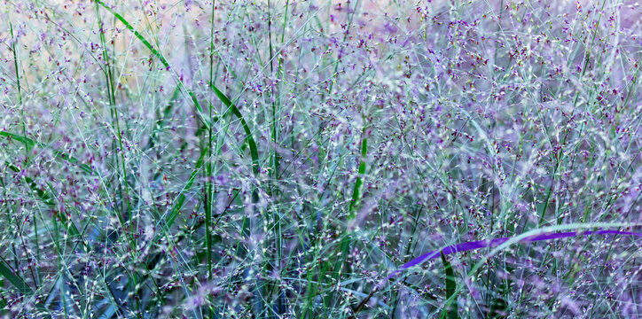 Panicum virgatum. Ornamental grass in the garden.
