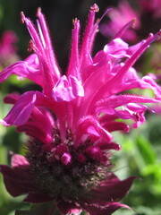 Zbliżenie na kwiat rośliny z gatunku Monarda