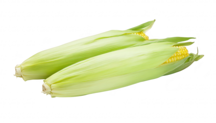 Freshly harvested corn on the cob with green husks. its natural beauty. ready for cooking or consumption. set against a clean white background for a fresh food presentation