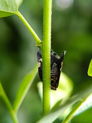 The insect in the image is a Passionvine Hopper (Scolypopa australis), a species of planthopper found in Australia and introduced to New Zealand. 