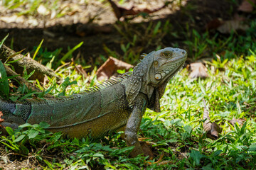 Iguana verde o iguana común (Iguana iguana)