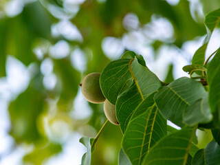 Green walnuts on the walnut tree.
