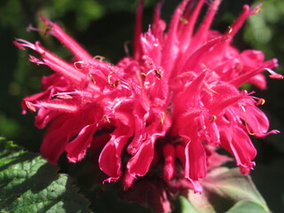 Zbliżenie na kwiat rośliny z gatunku Monarda