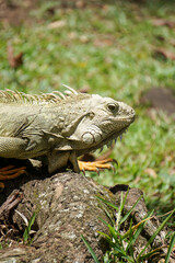 Iguana verde o iguana común (Iguana iguana)