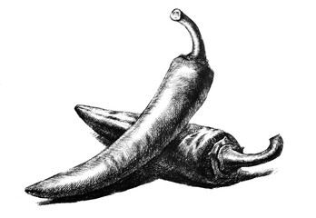 chili pepper hand drawing engraving illustration isolated on white background