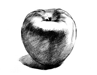 apple hand drawing engraving illustration isolated on white background