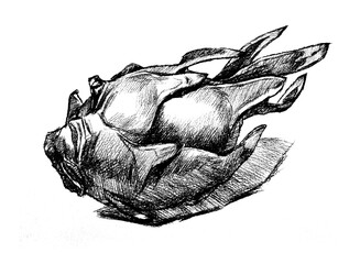 dragon fruit hand drawing engraving illustration isolated on white background