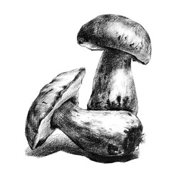 mushroom hand drawing engraving illustration isolated on white background