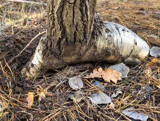 A fragment of a growth disorder in the root system of a birch tree